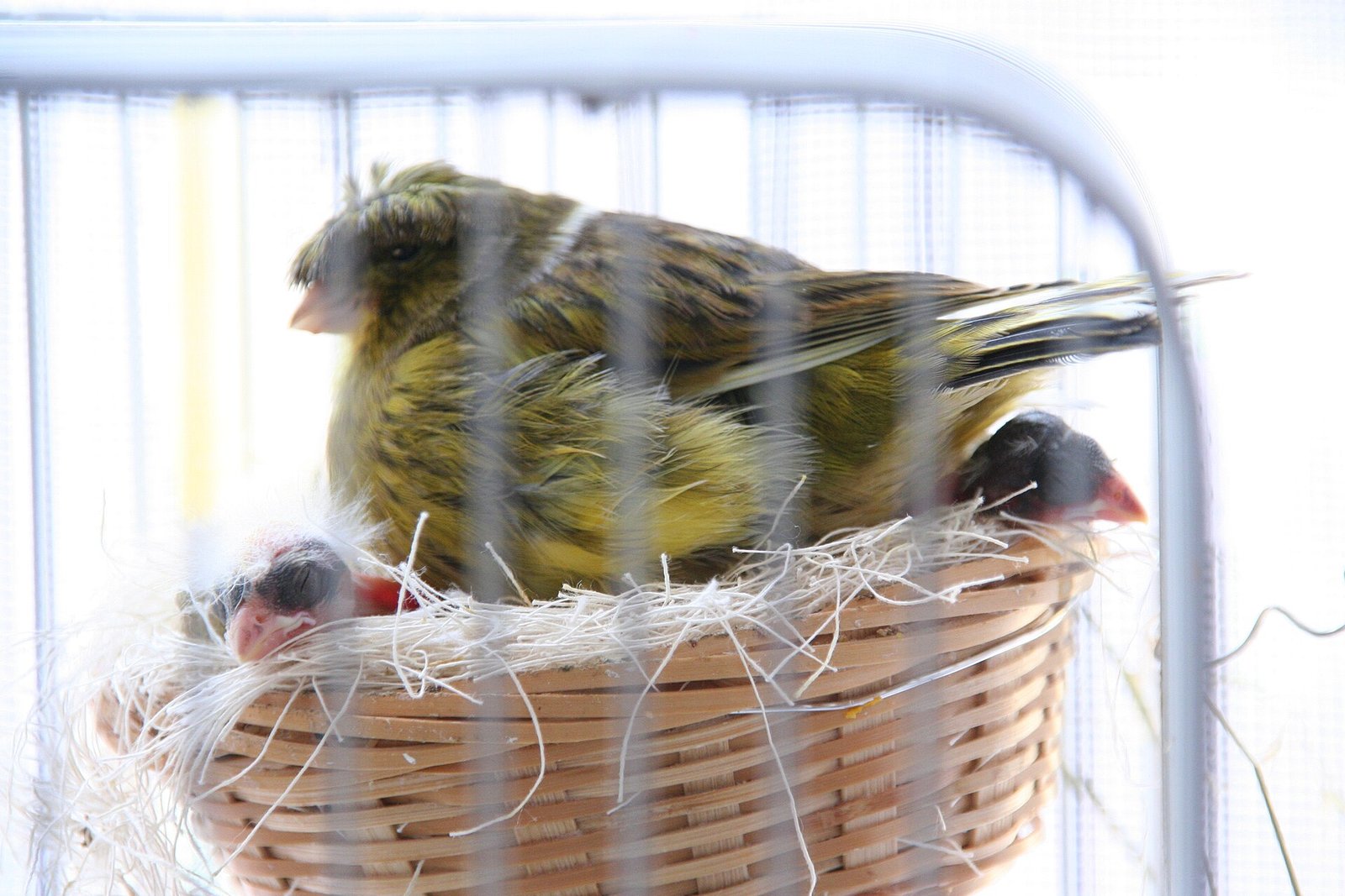 Gloster avec ses jeunes oiseaux