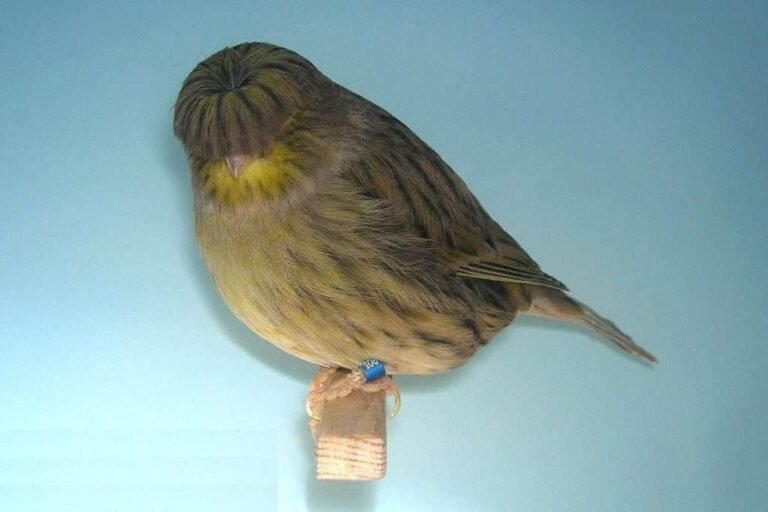 Canari Gloster — N°04