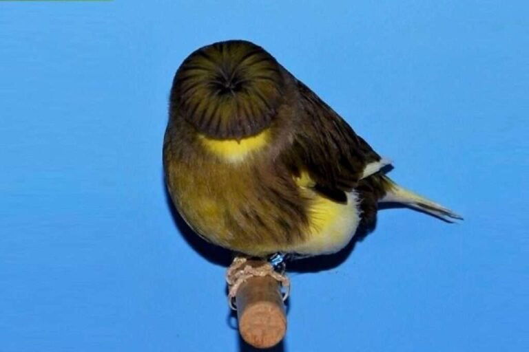 Canari Gloster — N°07