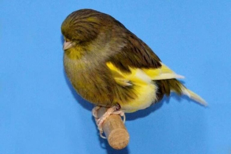 Canari Gloster — N°08