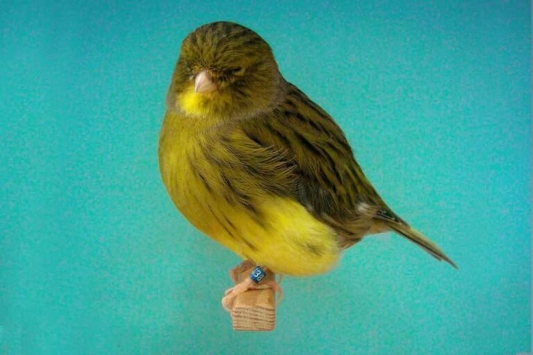 Canari Gloster — N°09