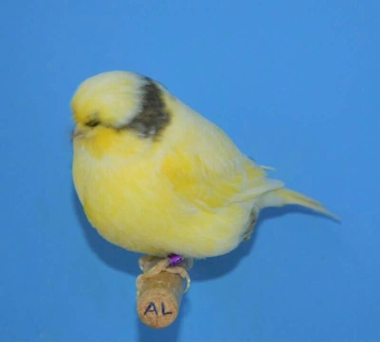 Canari Gloster — N°16